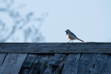 White wagtail, Motacilla alba walking on a wooden roof in rural Estonia, Northern Europe. clipart