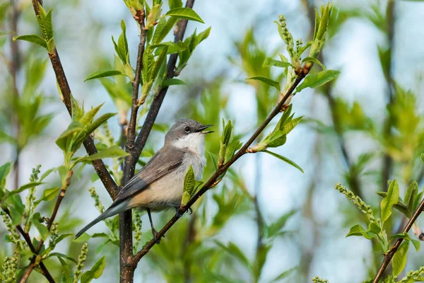 Lesser Whitethroat Sylvia Curruca Singing Spring Evening Estonia Northern Europe — Stockfoto