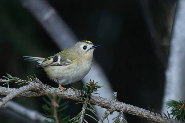 Самая Маленькая Птица Европе Goldcrest Regulus Regulus Сидящая Весенний День — стоковое фото