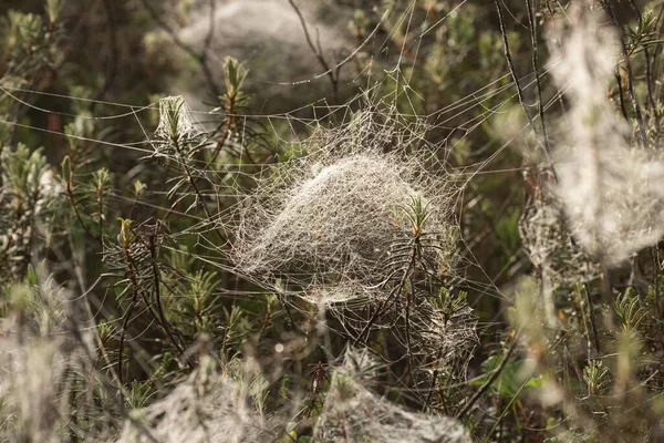 Beautiful Bowl Shaped Spider Webs Morning Bog Estonia Northern Europe — Φωτογραφία Αρχείου