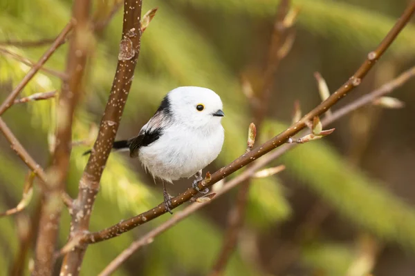 Curious Supercute Small European Songbird Long Tailed Tit Aegithalos Caudatus — Photo