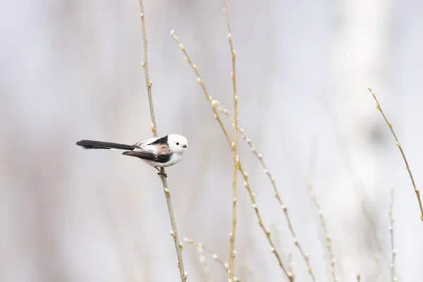 Curious Supercute Small European Songbird Long Tailed Tit Aegithalos Caudatus — Photo