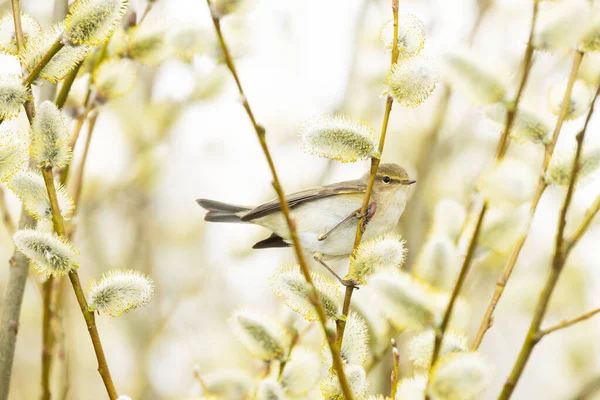 Liten Europeisk Sångfågel Vanlig Gräshoppa Phylloscopus Collybita Söker Insekt Mitten — Stockfoto