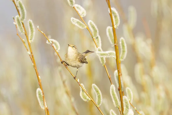 Liten Europeisk Sångfågel Vanlig Gräshoppa Phylloscopus Collybita Söker Insekt Mitten — Stockfoto