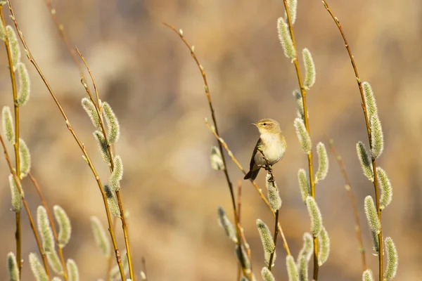 Liten Europeisk Sångfågel Vanlig Gräshoppa Phylloscopus Collybita Söker Insekt Mitten — Stockfoto