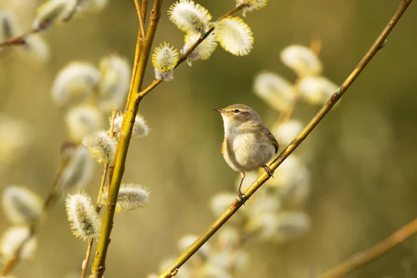 Liten Europeisk Sångfågel Vanlig Gräshoppa Phylloscopus Collybita Söker Insekt Mitten — Stockfoto