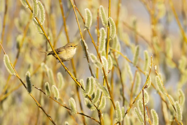 Маленькая Европейская Певчая Птица Phylloscopus Collybita Ищет Насекомое Посреди Цветущей — стоковое фото