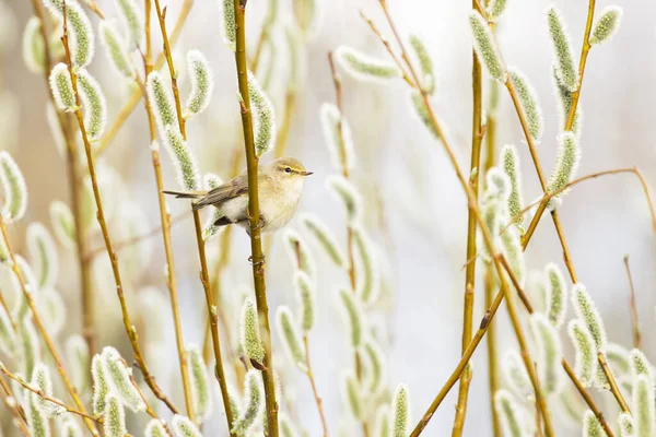 Liten Europeisk Sångfågel Vanlig Gräshoppa Phylloscopus Collybita Söker Insekt Mitten — Stockfoto