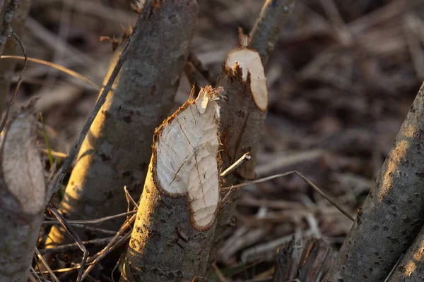 Beaver Chewed Willow Bush Spring Evening Estonia Northern Europe — Fotografia de Stock