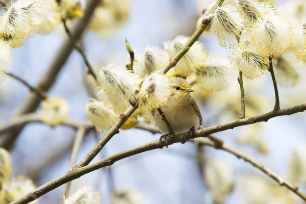 Liten Europeisk Sångfågel Vanlig Gräshoppa Phylloscopus Collybita Söker Insekt Mitten — Stockfoto