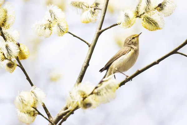 Liten Europeisk Sångfågel Vanlig Gräshoppa Phylloscopus Collybita Söker Insekt Mitten — Stockfoto