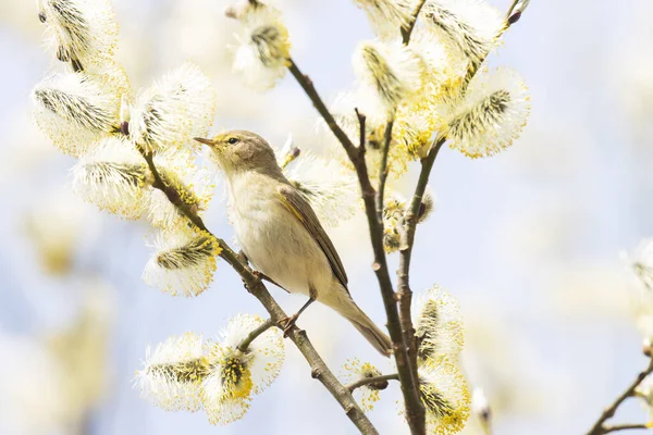 Liten Europeisk Sångfågel Vanlig Gräshoppa Phylloscopus Collybita Söker Insekt Mitten — Stockfoto