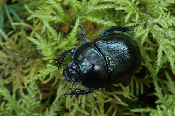 Close Woodland Dor Beetle Anoplotrupes Stercorosus Shiny Shell Walking Mossy — Zdjęcie stockowe