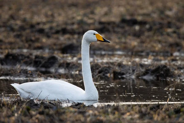 Singschwan Cygnus Cygnus Bleibt Während Der Frühjahrswanderung Auf Einem Schlammigen — Stockfoto