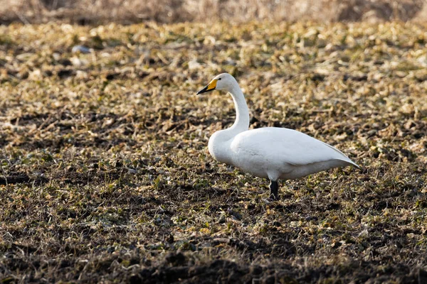 Whooper Swan Cygnus Cygnus Stopping Muddy Crop Field Spring Migration — Stock Photo, Image