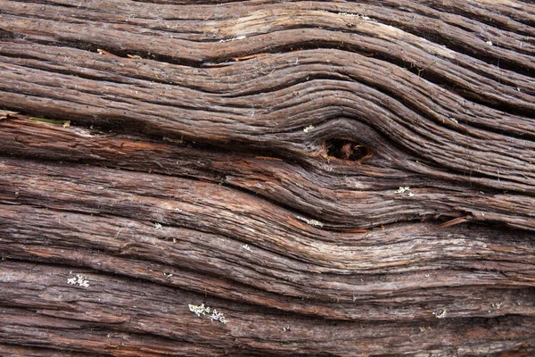 Pattern Old Conifer Log Northern Finland Rechtenvrije Stockafbeeldingen