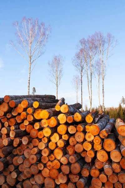 Freshly Cut Piled Birch Lumber Raw Material Resource Wood Industry Stockafbeelding