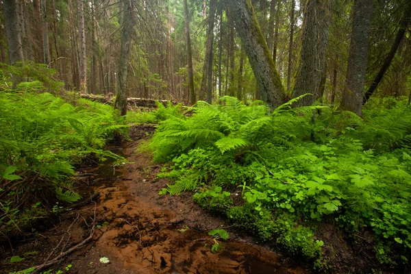 Small Stream Lush Old Growth Forest Estonia Northern Europe ストックフォト