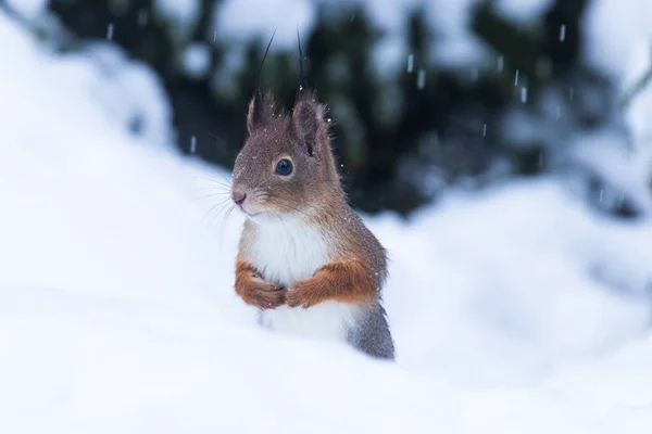 Adorable Red Squirrel Sciurus Vulgaris Standing Snow Wintery Estonian Forest Stockfoto