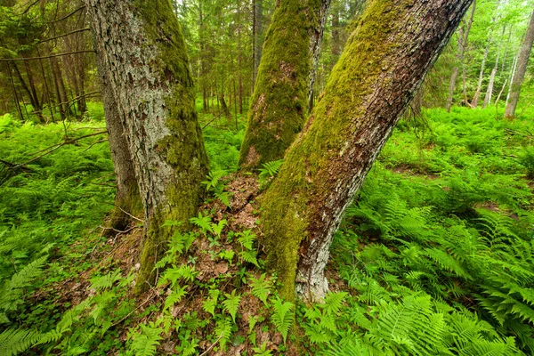 Several Trees Covered Moss Young Ferns Old Growth Forest Estonia Rechtenvrije Stockafbeeldingen