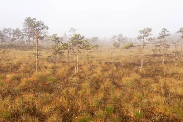 Morning Misty Bog Landscape Estonia Northern Europe Imagem De Stock