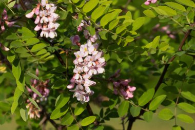 Robinia ağacı, Avrupa 'da güzel bir Mayıs gününde çiçek açıyor..