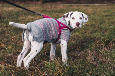  Süveter giymiş, tasmalı küçük Dalmaçyalı köpek yavrusu. 