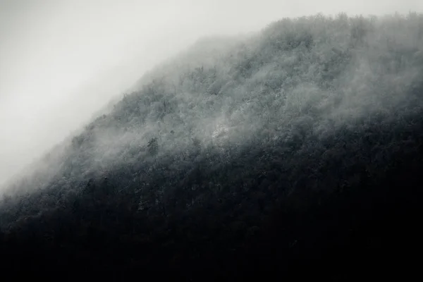 Linea Neve Una Foresta Montagna — Foto Stock