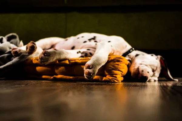Little Adorable Dalmatian Puppy Sleeping Pillow Outstretched Paws — Stock Photo, Image