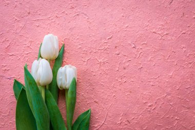 Pastel pembe arka planda taze beyaz laleler. Tebrik kartları, posterler, afişler, davetiyeler için boş alanı olan şablon...