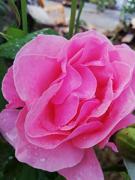Крупный План Розовой Розы Primo Piano Una Rosa — стоковое фото