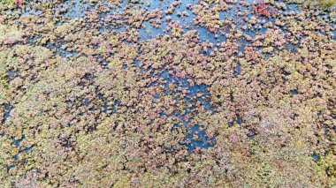 Yoğun renkli sulak arazi örtüsünün tam çerçeve hava dokusu kaotik doğal düzende pembe yeşil ve kahverengidir.