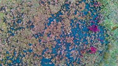 Kuru kahverengi bitki örtüsü ve çiçek açan pembe sularla karışık organik bir doku oluşturan bataklık bölgesinin yukarıdan görünüşü.