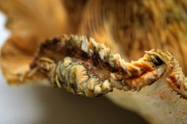 Bu yenilebilir orman mantarının tipik yeşil lekeli kıvrımlı ve hasarlı bölgelerini gösteren yabani safran süt başlığı mantarının uç ayrıntıları.