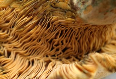 Vahşi bir mantarın karmaşık solungaç deseni, mantar kapağının spor içeren yüzeyini oluşturan dalgalı ve birbirine bağlı yapıları gösteriyor.