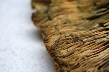 Mantar kapağının kenarını kapatın. Kıvrımlı kenarı ve solungaçların dokusunu turuncu mantarın dış kabuğuyla buluşurken gösterin.