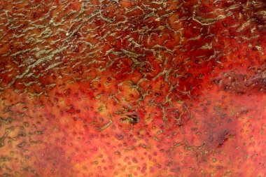 Kırmızı ve kahverengi renk değişimlerini ve doğal yüzey detaylarını gösteren olgun bir nar meyvesinin pürüzlü ve dokulu cildinin makro görüntüsünü çok yakından çek.