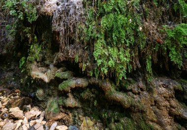 Dikey yüzeyde yeşil eğrelti otları ve yosunlu katmanlardan süzülen suyla dolu bir şelale oluşumunun detaylarını kapat.