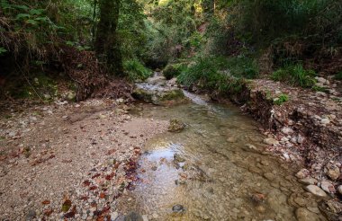 Yeşil ağaçların gölgesinde ormanın içinden akan küçük bir dereye uzanan çakıl ve düşen yapraklarla kurumuş bir nehir kıyısına geniş bir manzara.