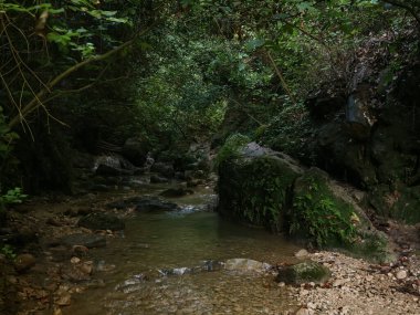 Büyük kayalar ve sarkık ağaçlarla çevrili bir orman deresindeki karanlık gölgeli havuz doğa parkında tenha ve sessiz bir atmosfer yaratıyor.