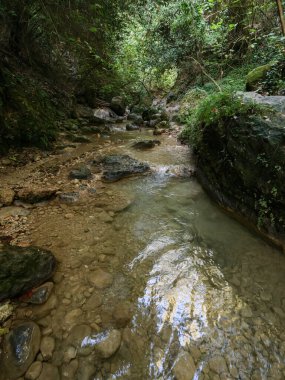 Sakin orman akıntısı, yoğun yeşil bitki örtüsü ve ağaçlarla çevrili küçük çakıl taşları ve kayalardan oluşan bir yatağın üzerinde sorunsuzca akıyor.