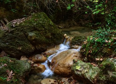 Dar bir dere yatağında, büyük yosunlu kayaların üzerinden hızla akan tatlı dağ suyu ormanın ortasında küçük beyaz şelaleler ve köpükler oluşturur.