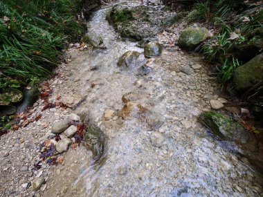 Yeşil eğrelti otları ve orman bitkileriyle çevrili açık renkli çakıl taşları ve kayalardan oluşan bir yatağın üzerinde akan sığ bir dere manzarası.