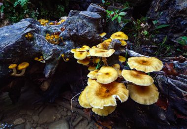 Ormanda dikey bir ağaç gövdesinde yetişen canlı sarı parazit mantarların yan görüntüsü solungaçları ve organik dokuları aydınlatıyor.