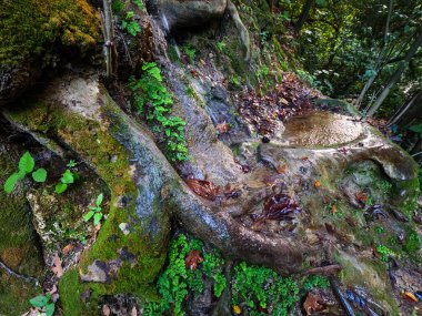 Orman zeminindeki küçük su birikintisinin yakınındaki yosunlu kayaların üzerinde kıvrılan büyük ve korunmasız ağaç kökleri vahşi ortamda doğanın esnekliğini gösteriyor.