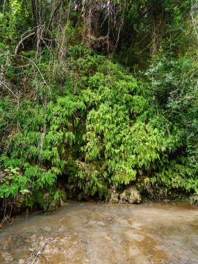 Bereketli yeşil eğrelti otları ve asılı bitkilerden oluşan bir duvar tropikal biyolojik çeşitliliği vurgulayan yoğun bir orman ortamında çamurlu bir su havuzunun yakınındaki kayalık yüzeyi kaplıyor.