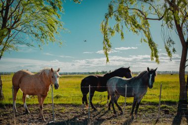 Patagonya kırsalında güneşli bir yaz gününde at sürüsü