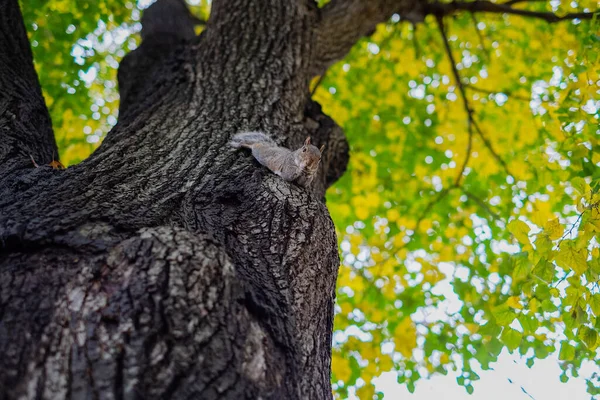 Ağaçta Sincap Kameraya Bakan Yiyecekler Central Park Sonbahar Arkaplanı — Stok fotoğraf