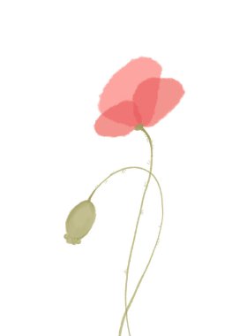 Beyaz arkaplanda dekoratif kırmızı çiçekler