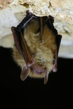 Eastern Pipistrelle Bat clipart